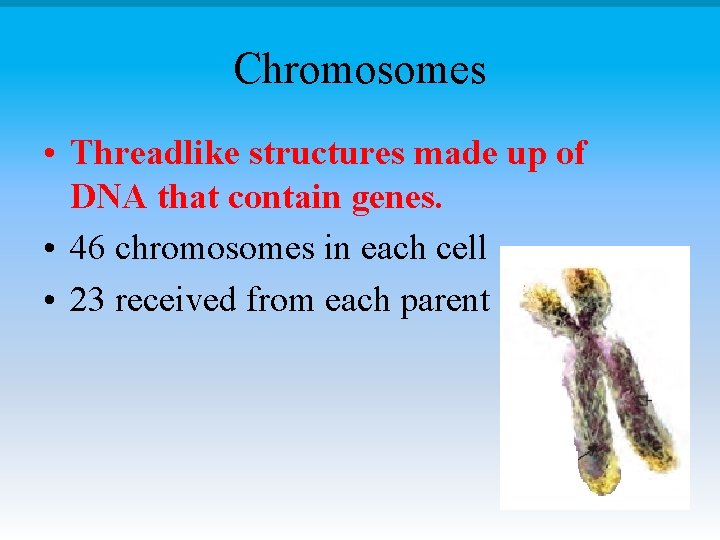 Chromosomes • Threadlike structures made up of DNA that contain genes. • 46 chromosomes