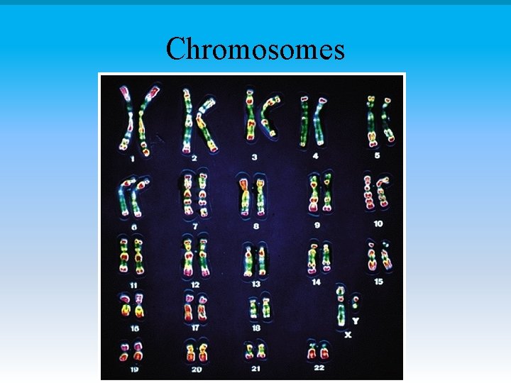 Chromosomes 