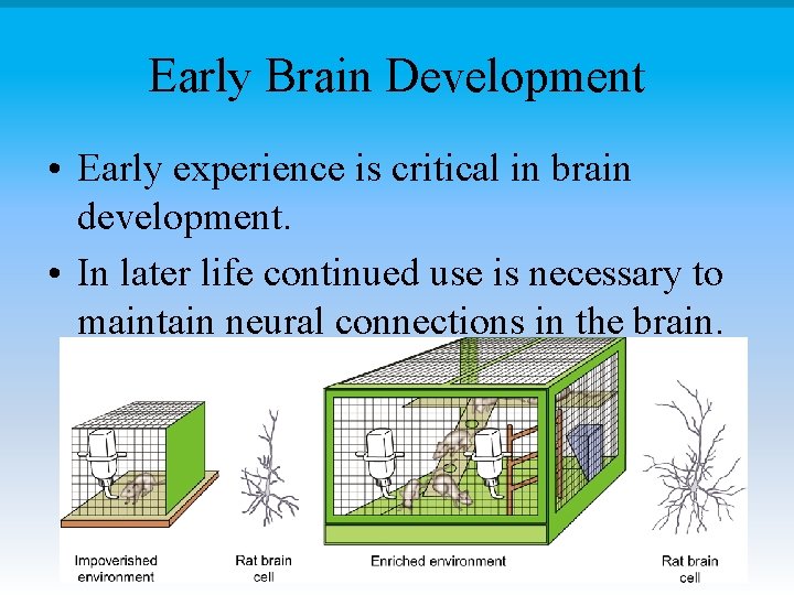 Early Brain Development • Early experience is critical in brain development. • In later