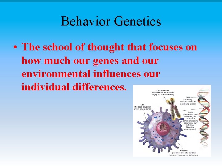 Behavior Genetics • The school of thought that focuses on how much our genes