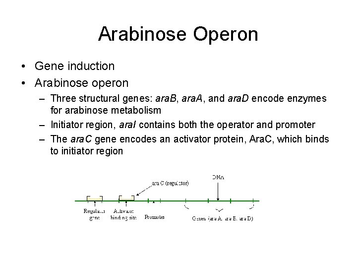 Arabinose Operon • Gene induction • Arabinose operon – Three structural genes: ara. B,
