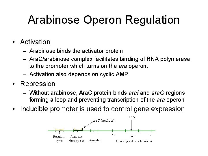 Arabinose Operon Regulation • Activation – Arabinose binds the activator protein – Ara. C/arabinose