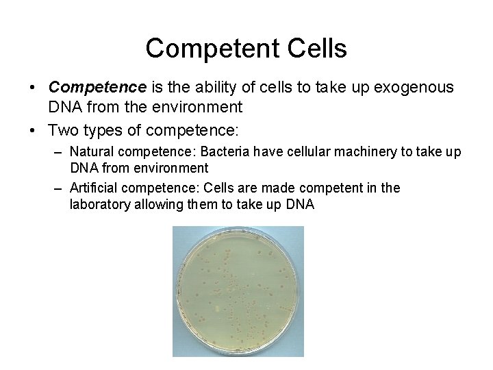 Competent Cells • Competence is the ability of cells to take up exogenous DNA