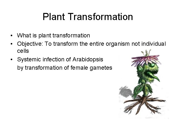 Plant Transformation • What is plant transformation • Objective: To transform the entire organism