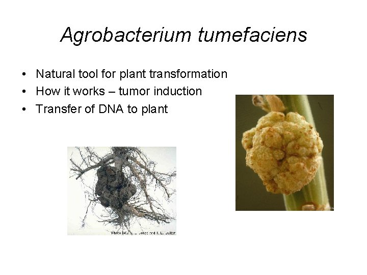 Agrobacterium tumefaciens • Natural tool for plant transformation • How it works – tumor