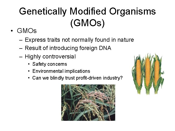 Genetically Modified Organisms (GMOs) • GMOs – Express traits not normally found in nature