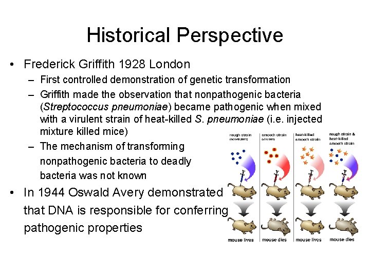 Historical Perspective • Frederick Griffith 1928 London – First controlled demonstration of genetic transformation