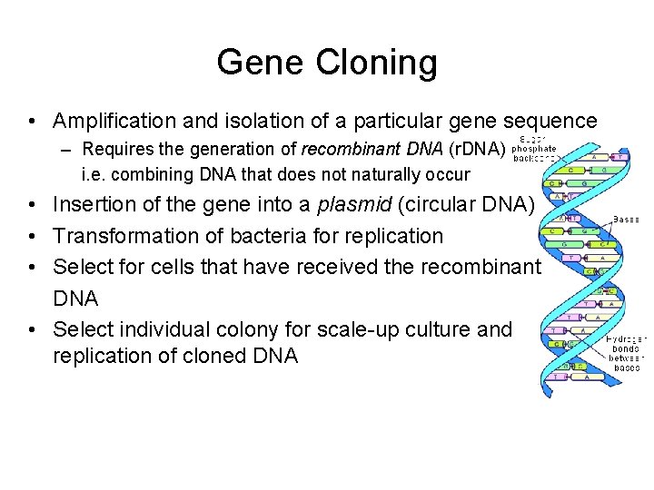 Gene Cloning • Amplification and isolation of a particular gene sequence – Requires the