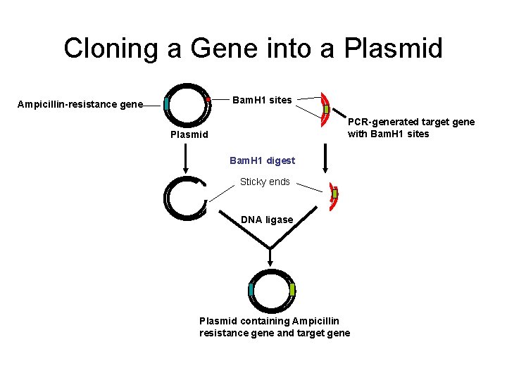Cloning a Gene into a Plasmid Bam. H 1 sites Ampicillin-resistance gene PCR-generated target