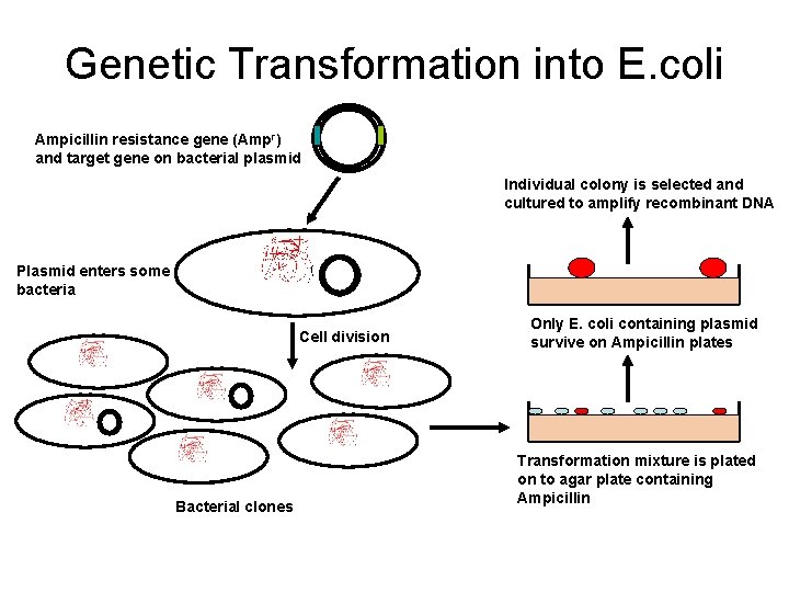 Genetic Transformation into E. coli Ampicillin resistance gene (Ampr) and target gene on bacterial