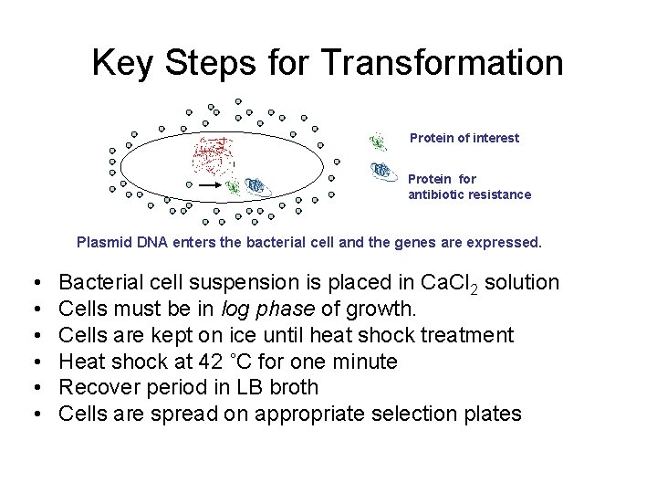 Key Steps for Transformation Protein of interest Protein for antibiotic resistance Plasmid DNA enters