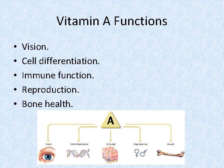 Vitamin A Functions • • • Vision. Cell differentiation. Immune function. Reproduction. Bone health.