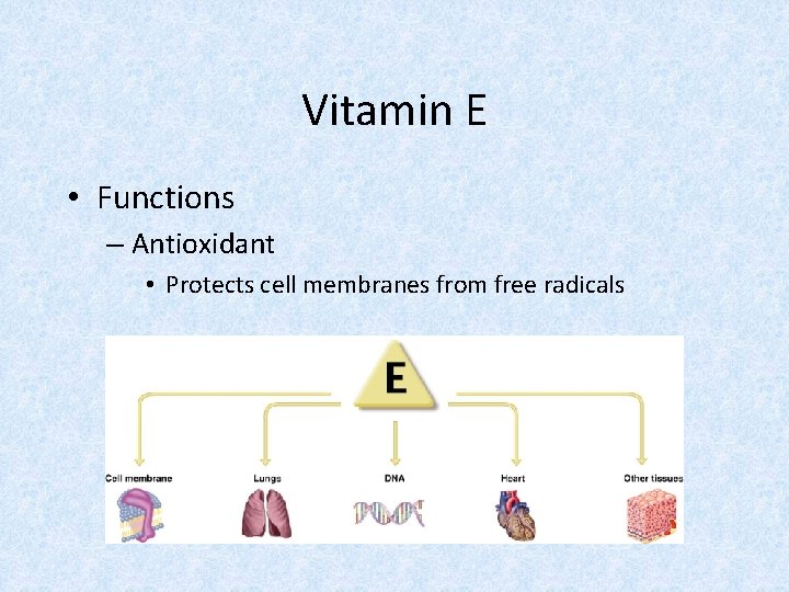 Vitamin E • Functions – Antioxidant • Protects cell membranes from free radicals 