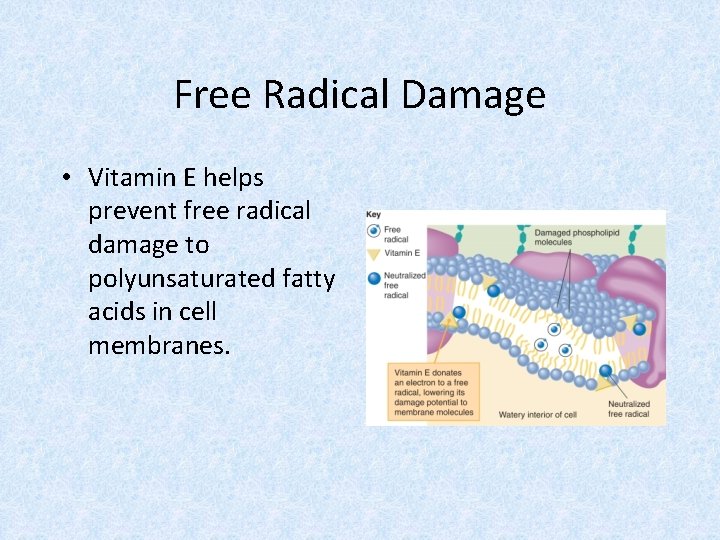 Free Radical Damage • Vitamin E helps prevent free radical damage to polyunsaturated fatty