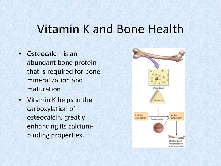 Vitamin K and Bone Health • Osteocalcin is an abundant bone protein that is