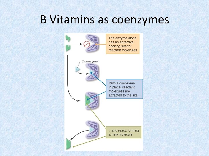 B Vitamins as coenzymes 