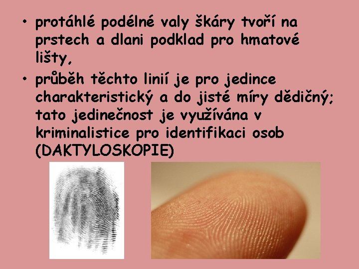  • protáhlé podélné valy škáry tvoří na prstech a dlani podklad pro hmatové