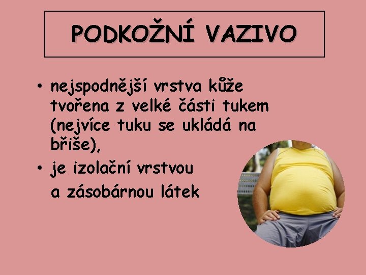 PODKOŽNÍ VAZIVO • nejspodnější vrstva kůže tvořena z velké části tukem (nejvíce tuku se