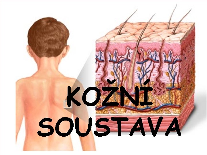 KOŽNÍ SOUSTAVA 