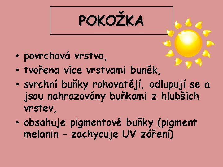 POKOŽKA • povrchová vrstva, • tvořena více vrstvami buněk, • svrchní buňky rohovatějí, odlupují