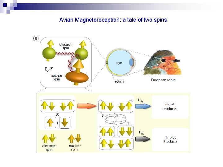 Avian Magnetoreception: a tale of two spins 