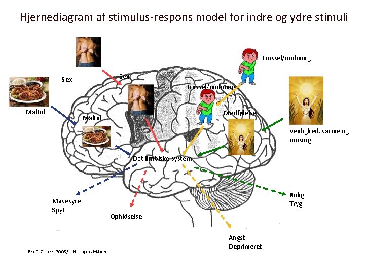 Hjernediagram af stimulus-respons model for indre og ydre stimuli Trussel/mobning Sex Måltid Trussel/mobning Medfølelse Hjernediagram af stimulus-respons model for indre og ydre stimuli Trussel/mobning Sex Måltid Trussel/mobning Medfølelse