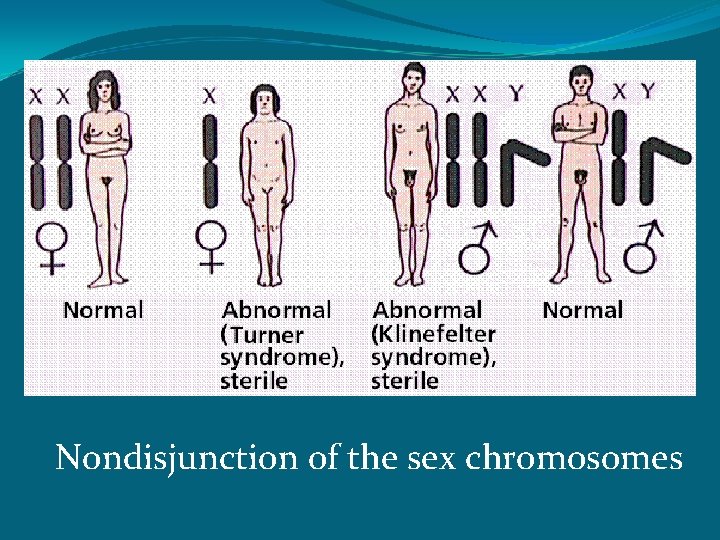 Nondisjunction of the sex chromosomes 