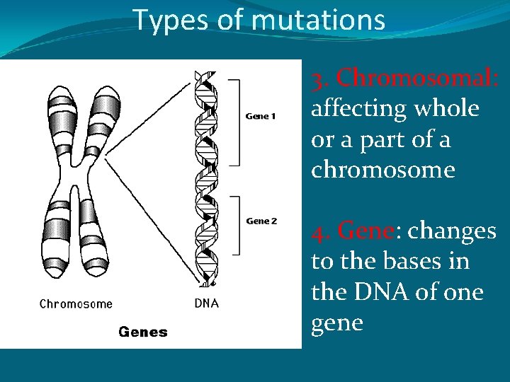 Types of mutations 3. Chromosomal: affecting whole or a part of a chromosome 4.