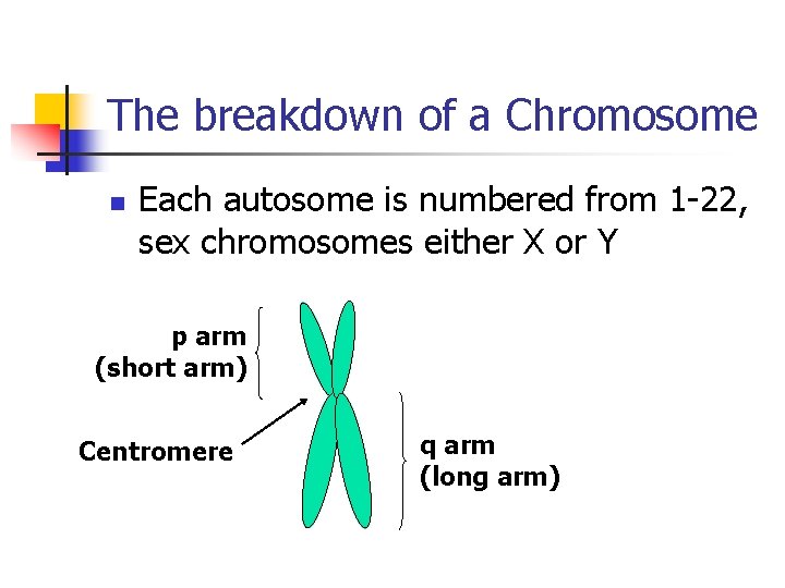 The breakdown of a Chromosome n Each autosome is numbered from 1 -22, sex