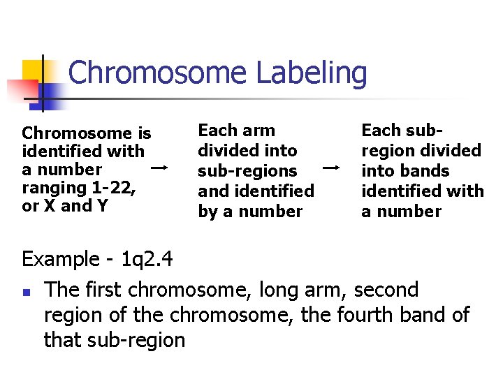 Chromosome Labeling Chromosome is identified with a number ranging 1 -22, or X and