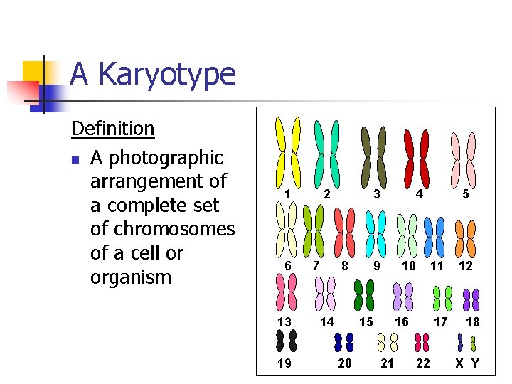 A Karyotype Definition n A photographic arrangement of a complete set of chromosomes of