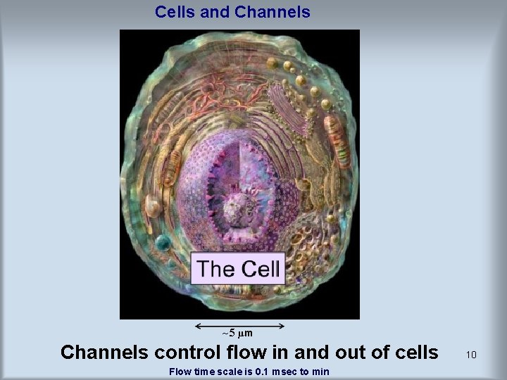 Cells and Channels ~ 5 µm Channels control flow in and out of cells Cells and Channels ~ 5 µm Channels control flow in and out of cells