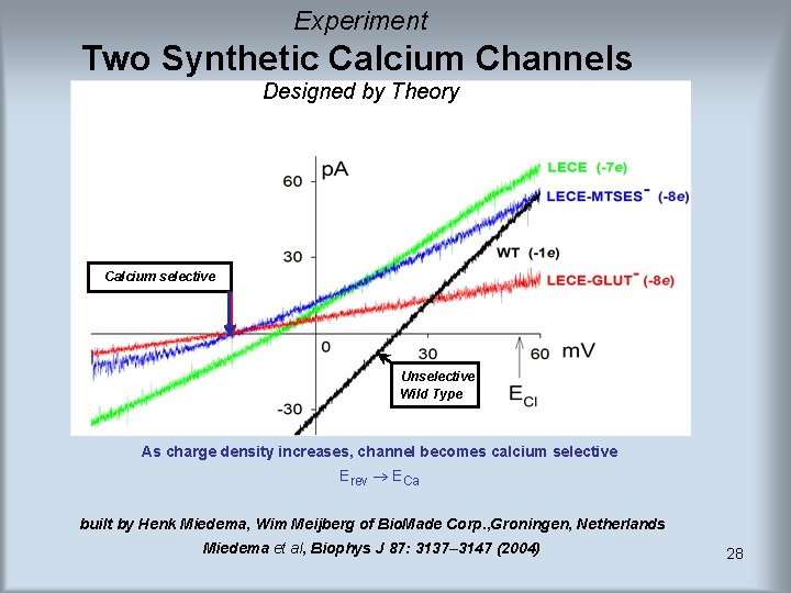 Experiment Two Synthetic Calcium Channels Designed by Theory Calcium selective Unselective Wild Type As Experiment Two Synthetic Calcium Channels Designed by Theory Calcium selective Unselective Wild Type As