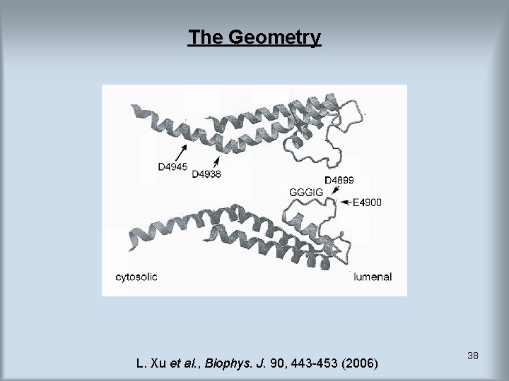 The Geometry L. Xu et al. , Biophys. J. 90, 443 -453 (2006) 38 The Geometry L. Xu et al. , Biophys. J. 90, 443 -453 (2006) 38