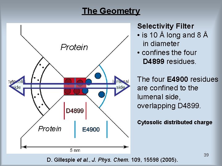 The Geometry Protein Selectivity Filter • is 10 Å long and 8 Å in The Geometry Protein Selectivity Filter • is 10 Å long and 8 Å in