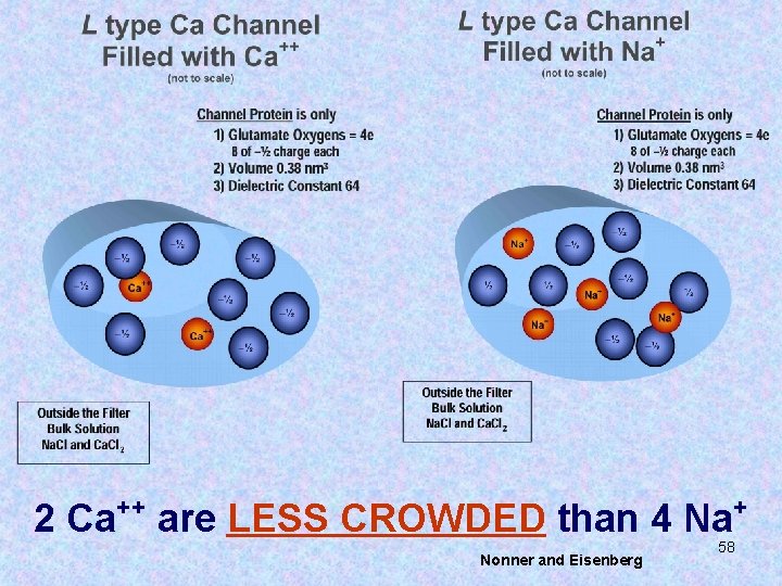 2 Ca ++ are LESS CROWDED than 4 Na Nonner and Eisenberg + 58 2 Ca ++ are LESS CROWDED than 4 Na Nonner and Eisenberg + 58