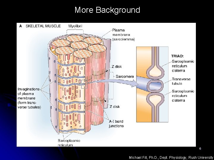 More Background 6 Michael Fill, Ph. D. , Dept. Physiology, Rush University More Background 6 Michael Fill, Ph. D. , Dept. Physiology, Rush University