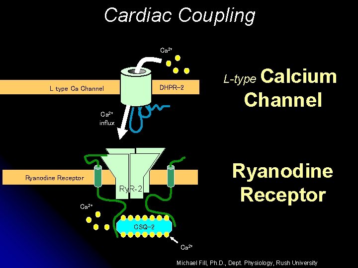 Cardiac Coupling Ca 2+ DHPR-2 L type Ca Channel Ca 2+ influx Calcium Channel Cardiac Coupling Ca 2+ DHPR-2 L type Ca Channel Ca 2+ influx Calcium Channel