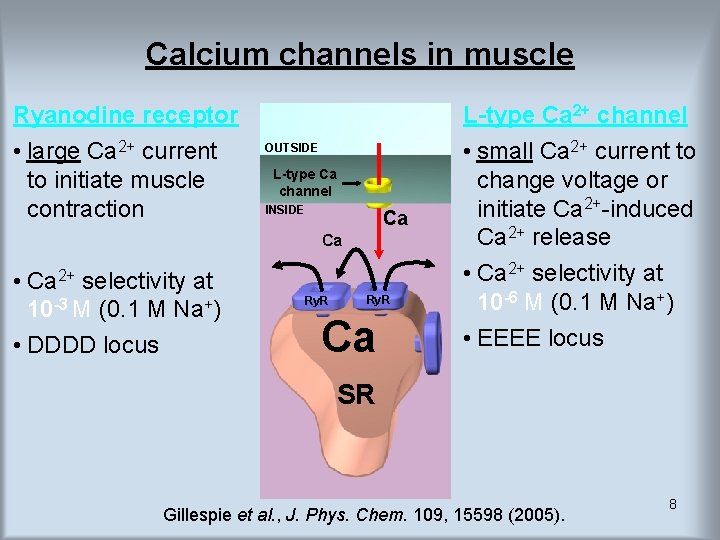 Calcium channels in muscle Ryanodine receptor • large Ca 2+ current to initiate muscle Calcium channels in muscle Ryanodine receptor • large Ca 2+ current to initiate muscle