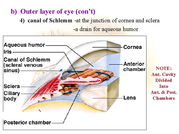 b) Outer layer of eye (con’t) 4) canal of Schlemm -at the junction of