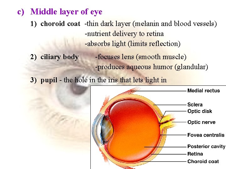 c) Middle layer of eye 1) choroid coat -thin dark layer (melanin and blood