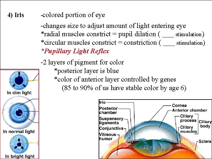 4) Iris -colored portion of eye -changes size to adjust amount of light entering