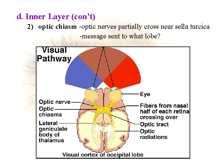 d. Inner Layer (con’t) 2) optic chiasm -optic nerves partially cross near sella turcica