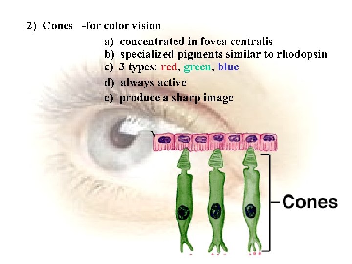2) Cones -for color vision a) concentrated in fovea centralis b) specialized pigments similar