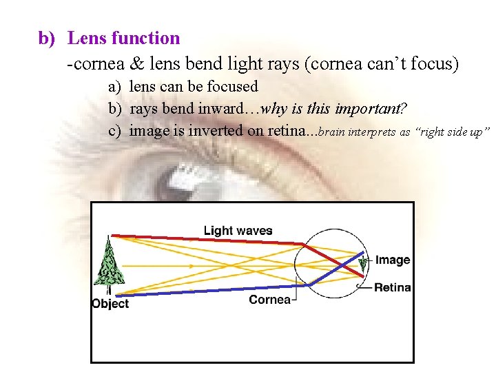 b) Lens function -cornea & lens bend light rays (cornea can’t focus) a) lens