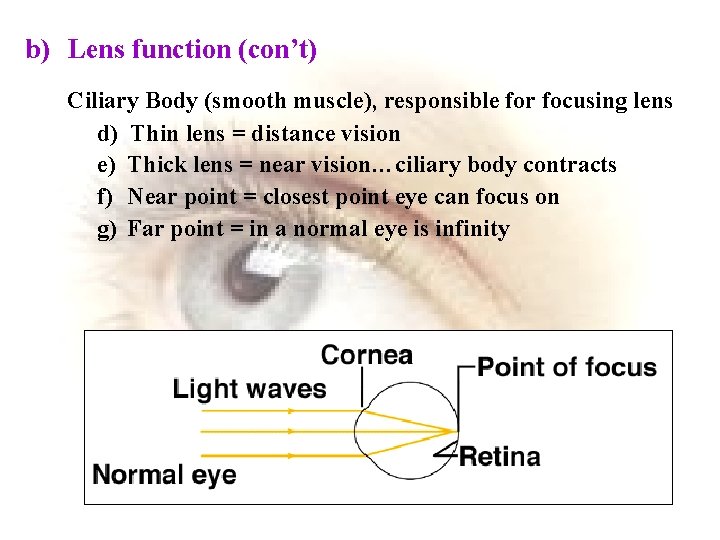 b) Lens function (con’t) Ciliary Body (smooth muscle), responsible for focusing lens d) Thin