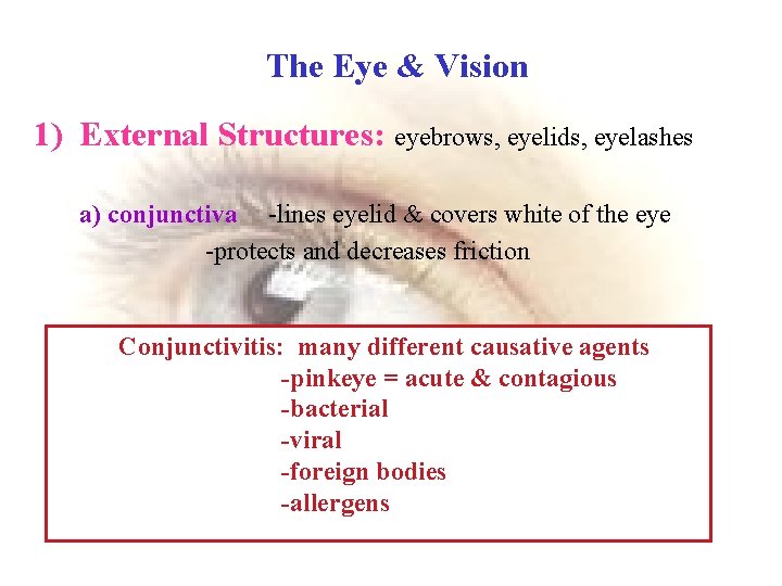 The Eye & Vision 1) External Structures: eyebrows, eyelids, eyelashes a) conjunctiva -lines eyelid