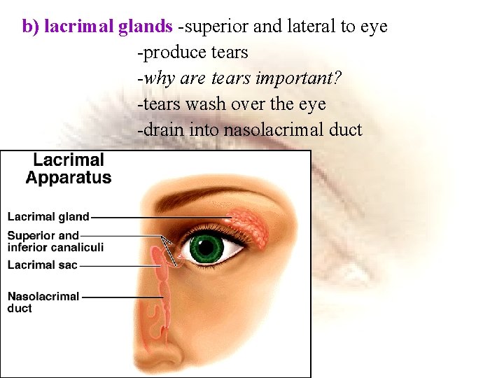 b) lacrimal glands -superior and lateral to eye -produce tears -why are tears important?
