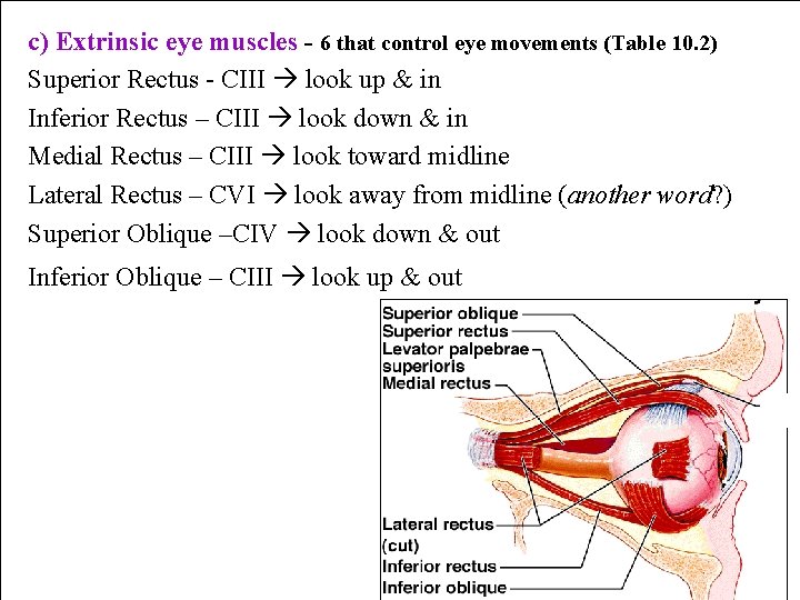 c) Extrinsic eye muscles - 6 that control eye movements (Table 10. 2) Superior