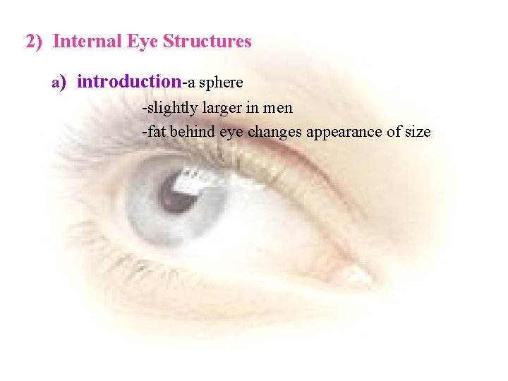 2) Internal Eye Structures a) introduction-a sphere -slightly larger in men -fat behind eye
